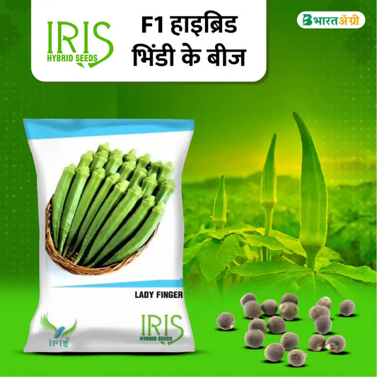 Iris Hybrid F1 Okra (Bhindi) Seeds