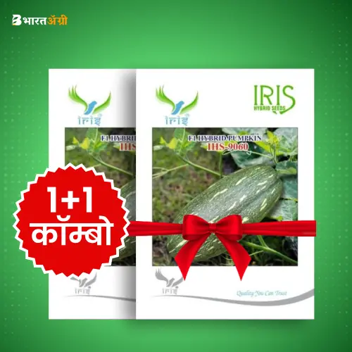Iris IHS 9060 F1 Pumpkin Seeds_1 | BharatAgri Krushidukan