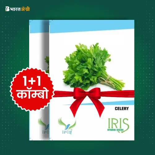 Iris Imported Celery Vegetable Seeds_1 | BharatAgri Krushidukan