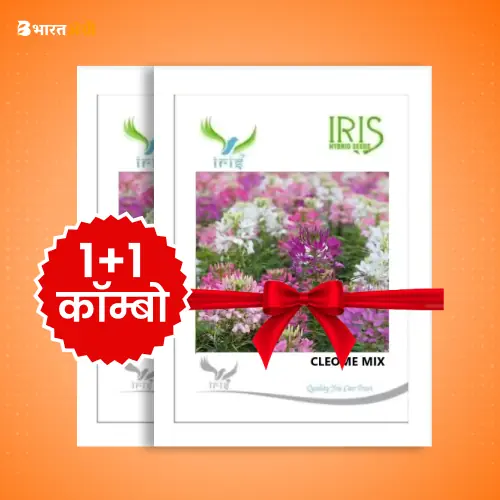 Iris Imported Cleome Mix Flower Seeds_1 | BharatAgri Krushidukan