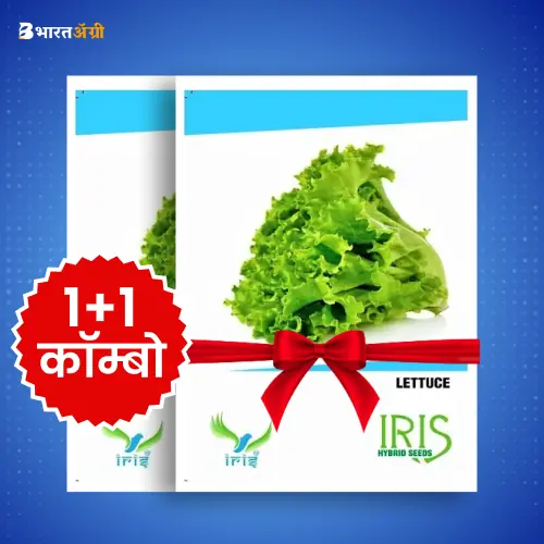Iris Imported Lettuce Grand Rapids Vegetable Seeds_1 | BharatAgri