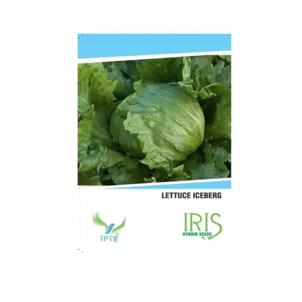 आइरिस आयातित सलाद आइसबर्ग सब्जी के बीज | Iris Imported Lettuce Iceberg Vegetable Seeds