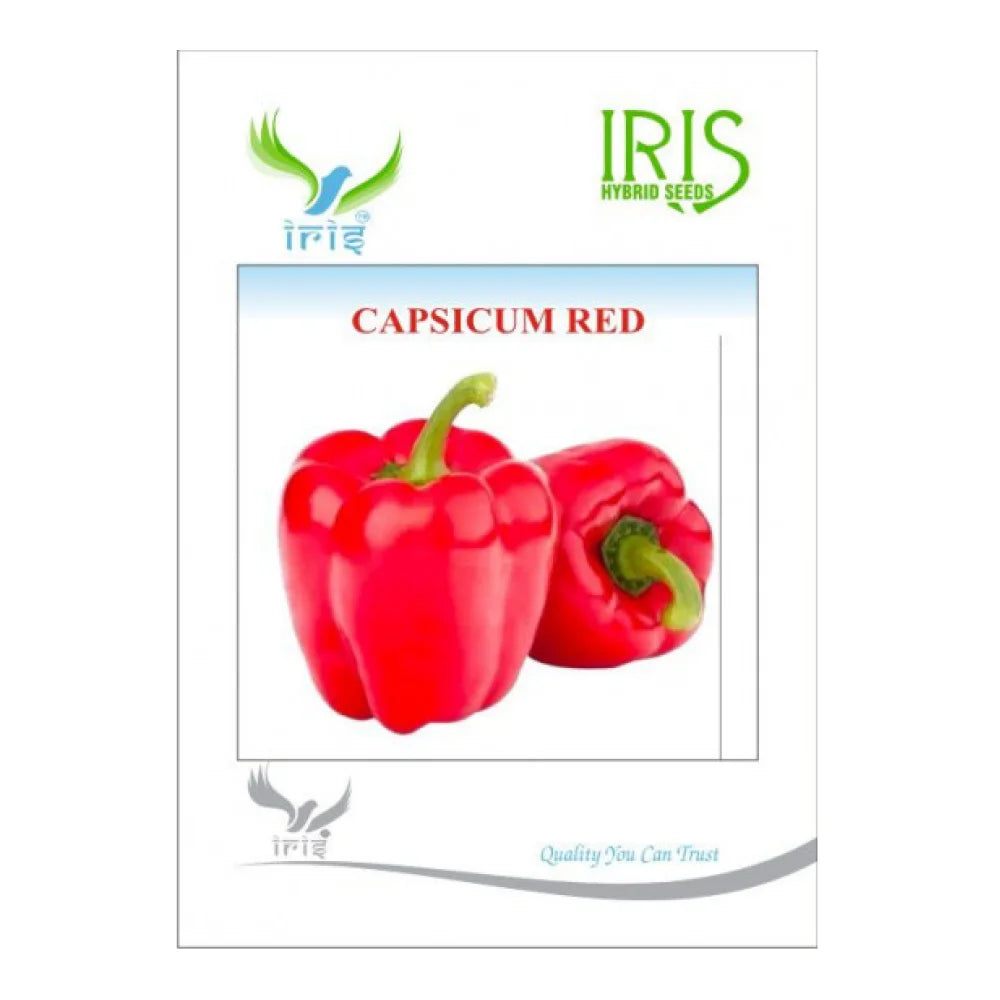 आइरिस आयातित लाल शिमला मिर्च के बीज | Iris Imported Red Capsicum Seeds