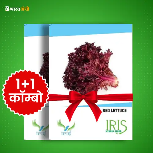Iris Imported Red Lettuce Vegetable Seeds_2 | BharatAgri Krushidukan