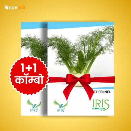 Iris Imported Sweet Fennel Herb Seeds_1 | BharatAgri Krushidukan
