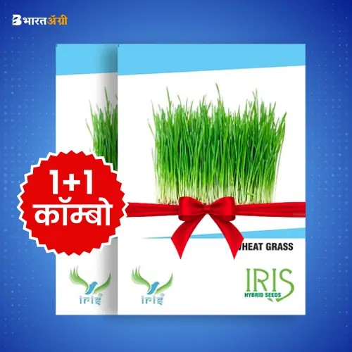 Iris Imported Wheat Grass Herb Seeds_1 | BharatAgri Krushidukan