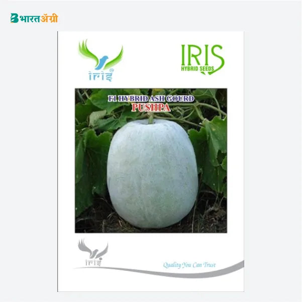 Iris Pushpa F1 Ash Gourd Seeds_2 | BharatAgri Krushidukan