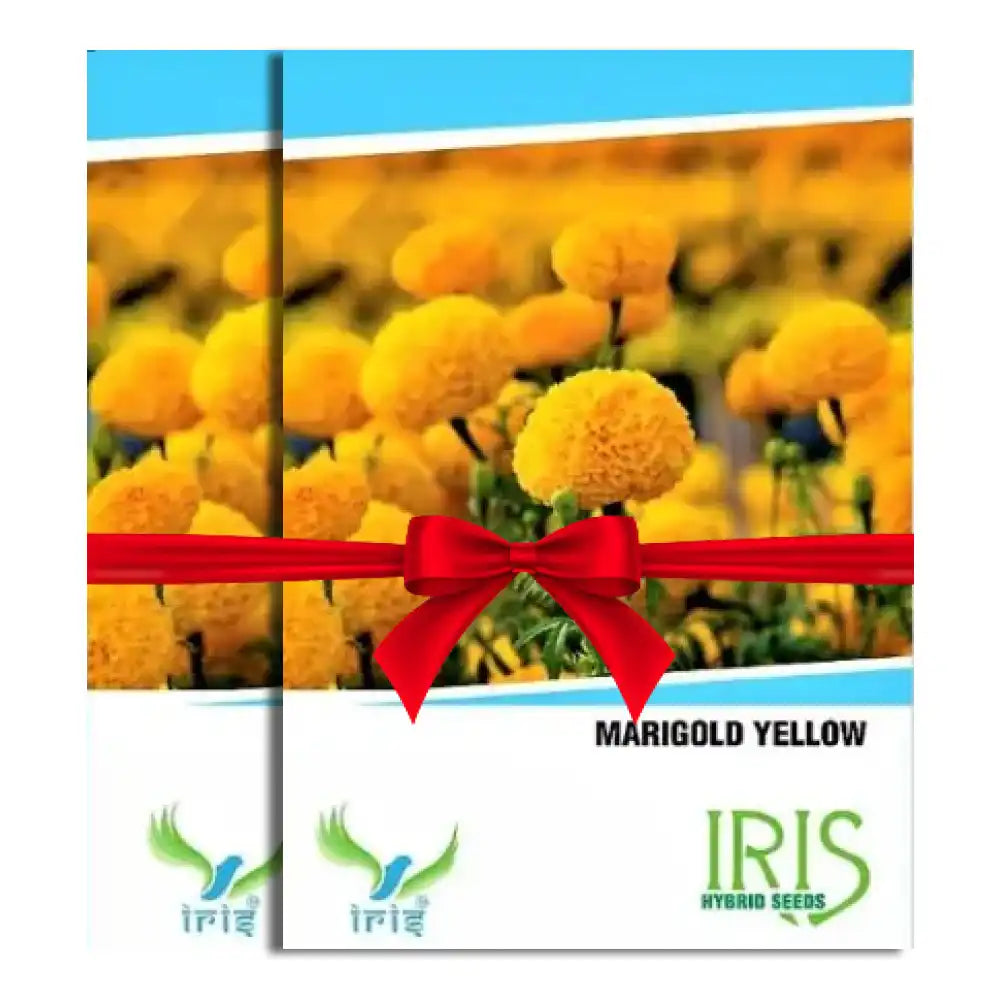 Iris Hybrid Marigold Yellow Flower Seeds (1+1 Combo)