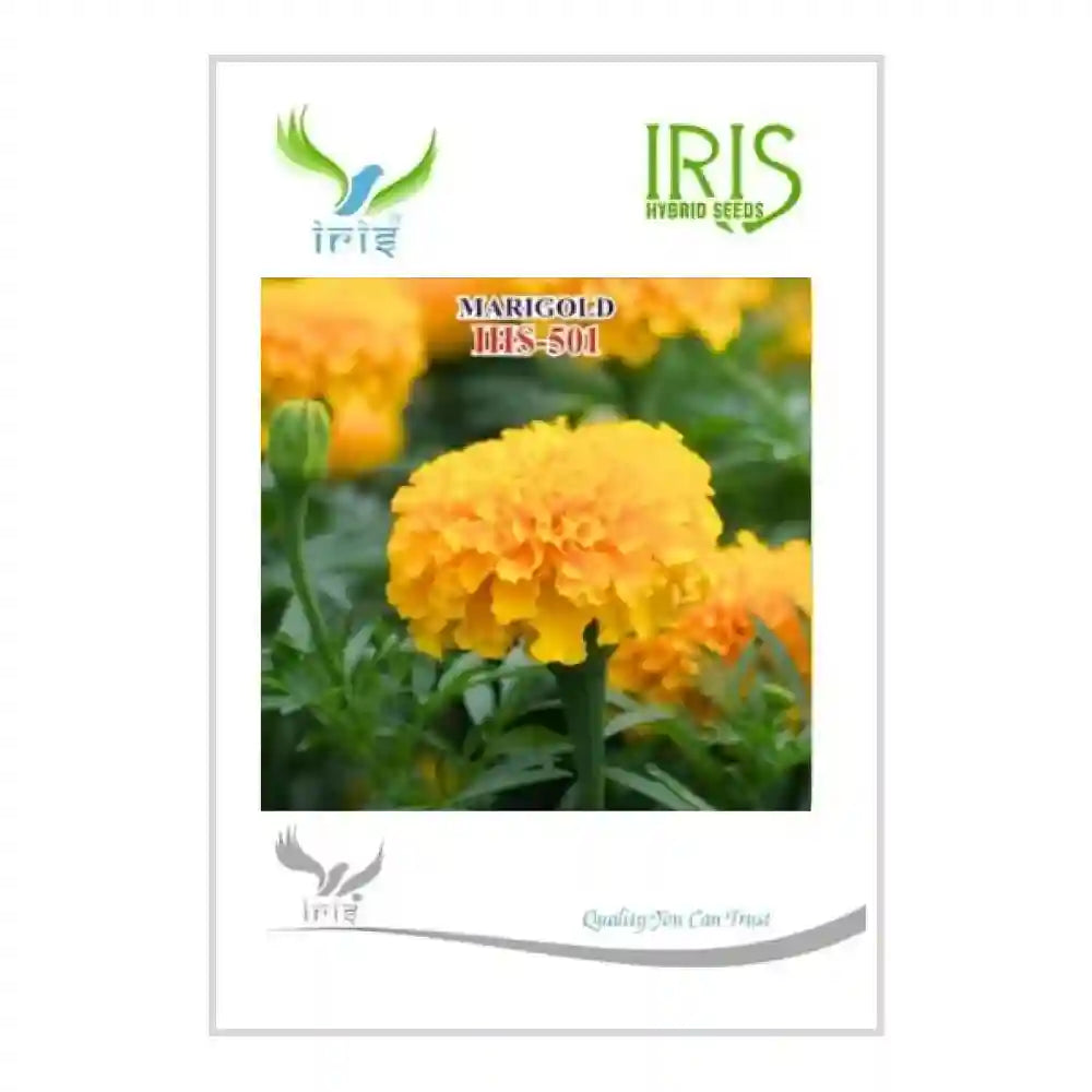 Iris IHS-501 Orange Marigold Flower Seeds