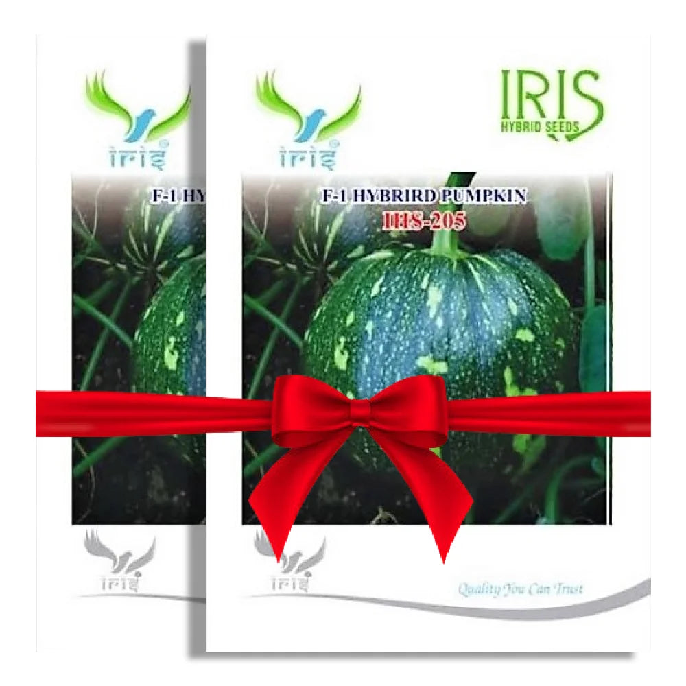 Iris IHS 205 F1 Pumpkin Seeds (1+1 Combo)