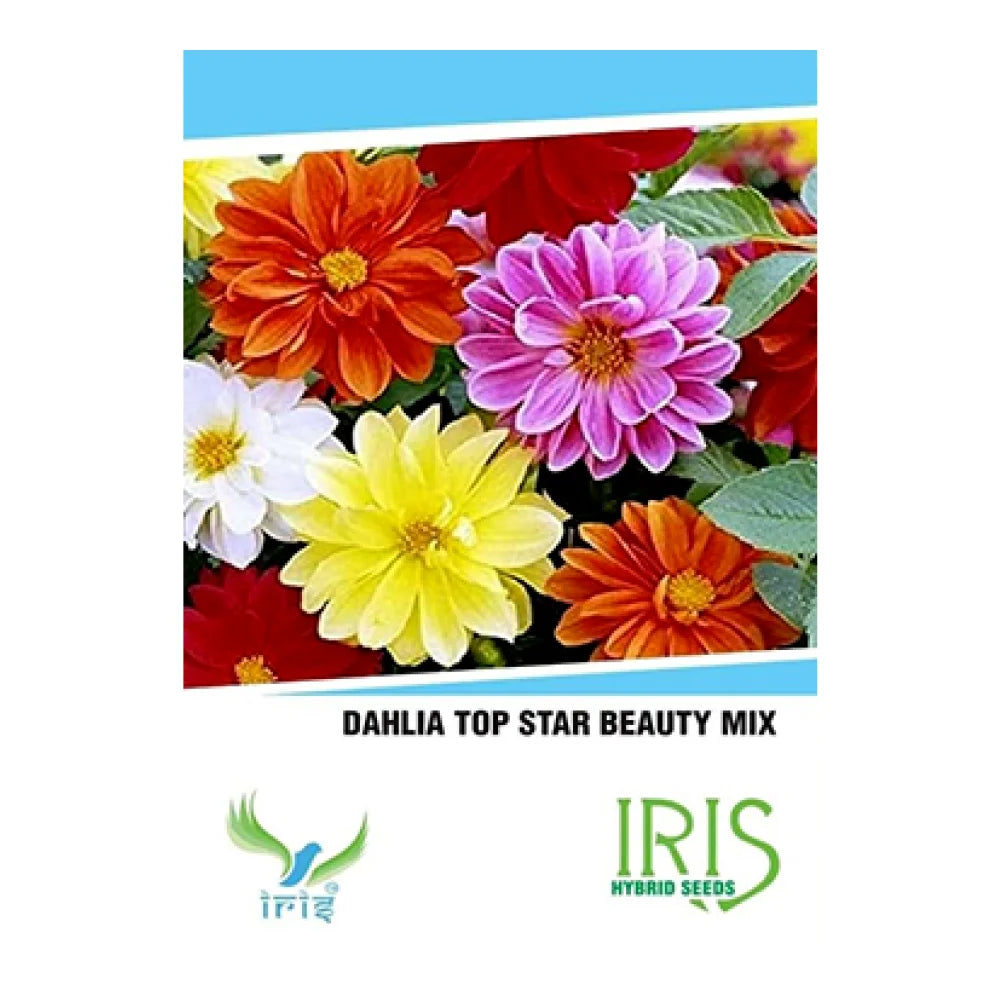 आइरिस आयातित डाहलिया मिक्स फूल के बीज | Iris Imported Dahlia Mix Flower Seeds