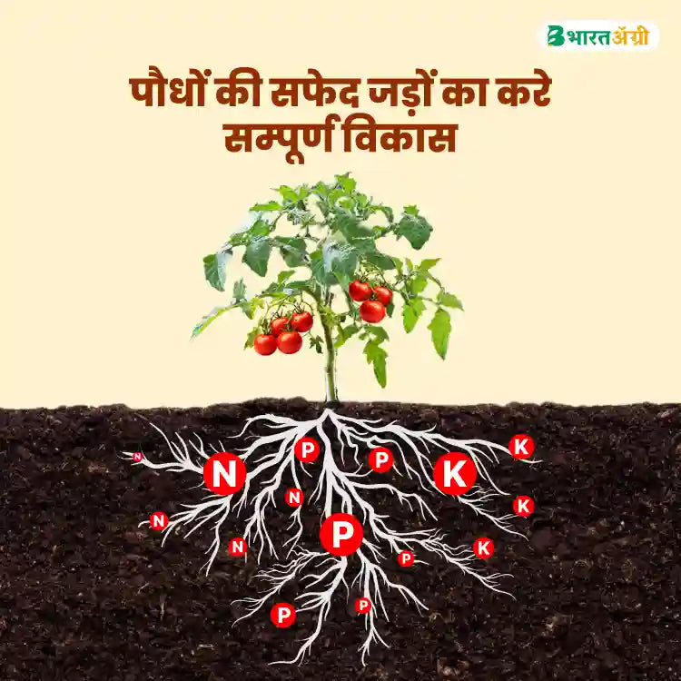 जेयू वीटा गोल्ड (ह्यूमिक एसिड + पोटेशियम ऑक्साइड) बायोस्टिमुलेंट  (1+1 कॉम्बो)