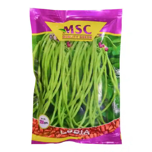 MSC Kashi Kanchan Cowpea Seeds