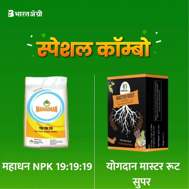 Mahadhan 19:19:19 + Master Root Super Potassium Humate 98% | Buy Now ...