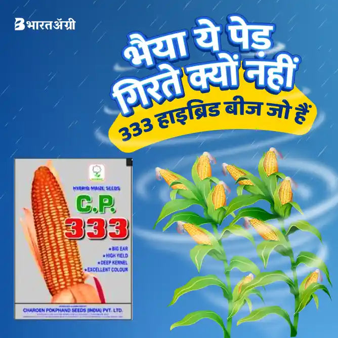 CP 333 Hybrid Maize Seeds_1_BharatAgri Krushidukan