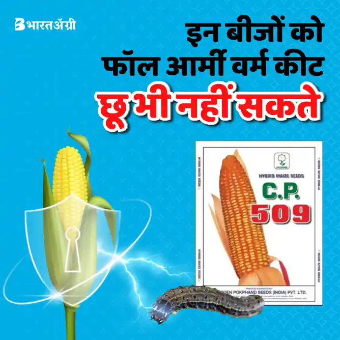 CP 509 Hybrid Maize Seeds_1_BharatAgri Krushidukan