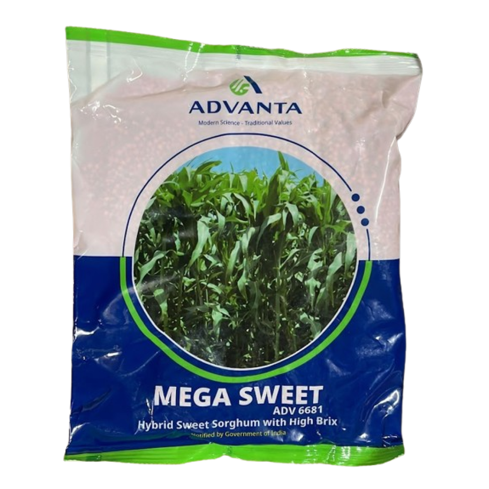 एडवांटा मेगा स्वीट चारा घास के बीज | Advanta Mega Sweet Fodder Grass Seeds