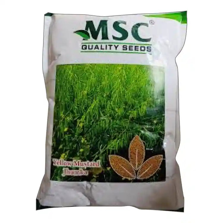 MSC Jhumka Yellow Mustard Seeds