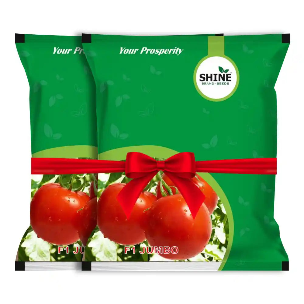 Hybrid Tomato Seeds Jumbo F1 (Shine Brands)