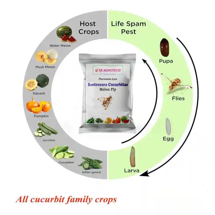एसके एग्रोटेक फेरोमोन इको ट्रैप तरबूज मक्खी ल्यूर के साथ