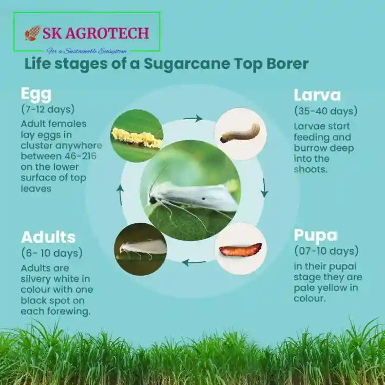 SK Agrotech Funnel Trap With Sugarcane Early Shoot Borer Lure