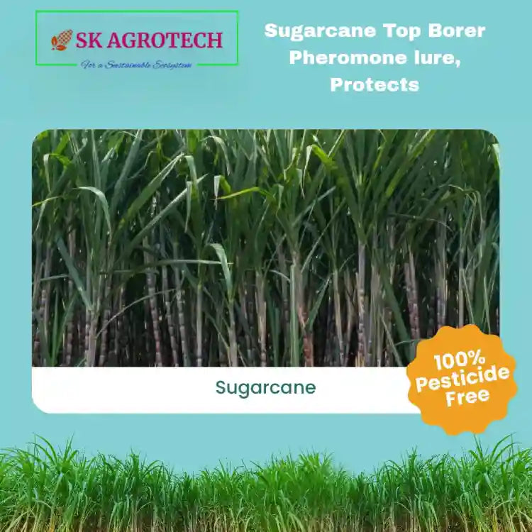 SK Agrotech Funnel Trap With Sugarcane Early Shoot Borer Lure