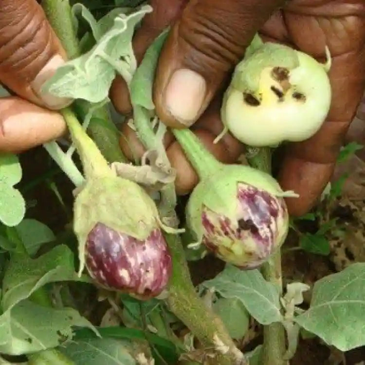 एसके एग्रोटेक फ़नल ट्रैप बैंगन ल्यूसिन-ओ-ल्यूर के साथ | Sk Agrotech Funnel Trap with Brinjal Lucin-O-Lure