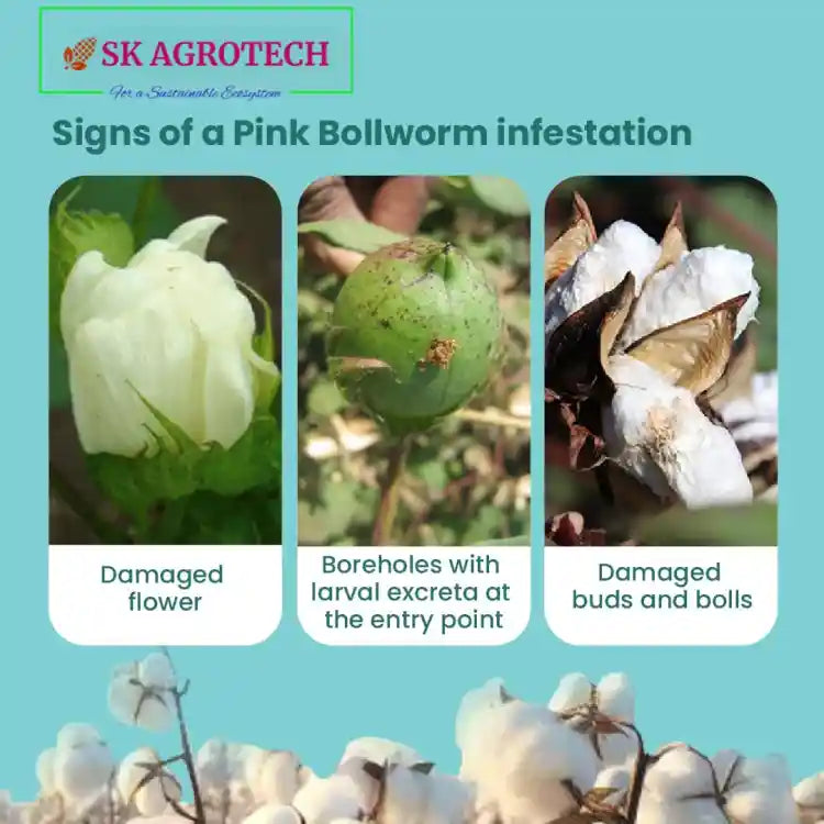 एस.के.एग्रोटेक - गुलाबी मक्खी ल्यूर और फनेल ट्रैप | S.K.Agrotech-Pink Bollworm Lure & Funnel Trap