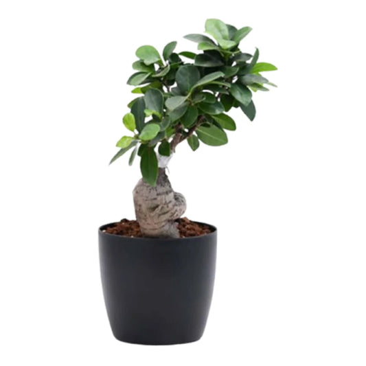 नर्सरीलाइव फ़िकस बोनसाई पौधा | NurseryLive Ficus Bonsai Plant