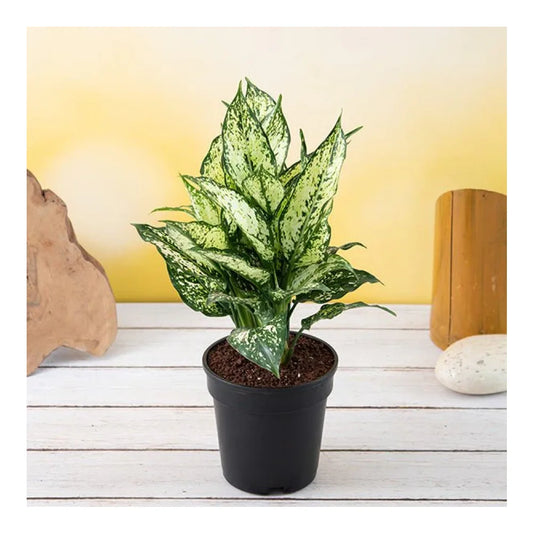 नर्सरीलाइव चाइनीज़ सदाबहार (हरा) पौधा | NurseryLive Chinese Evergreen (Green) Plant