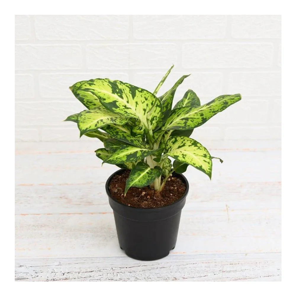 नर्सरीलाइव डाइफ़ेनबैचिया मैरी पौधा | NurseryLive Dieffenbachia Mary Plant