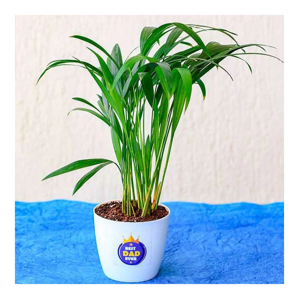 NurseryLive Indoor Areca Palm