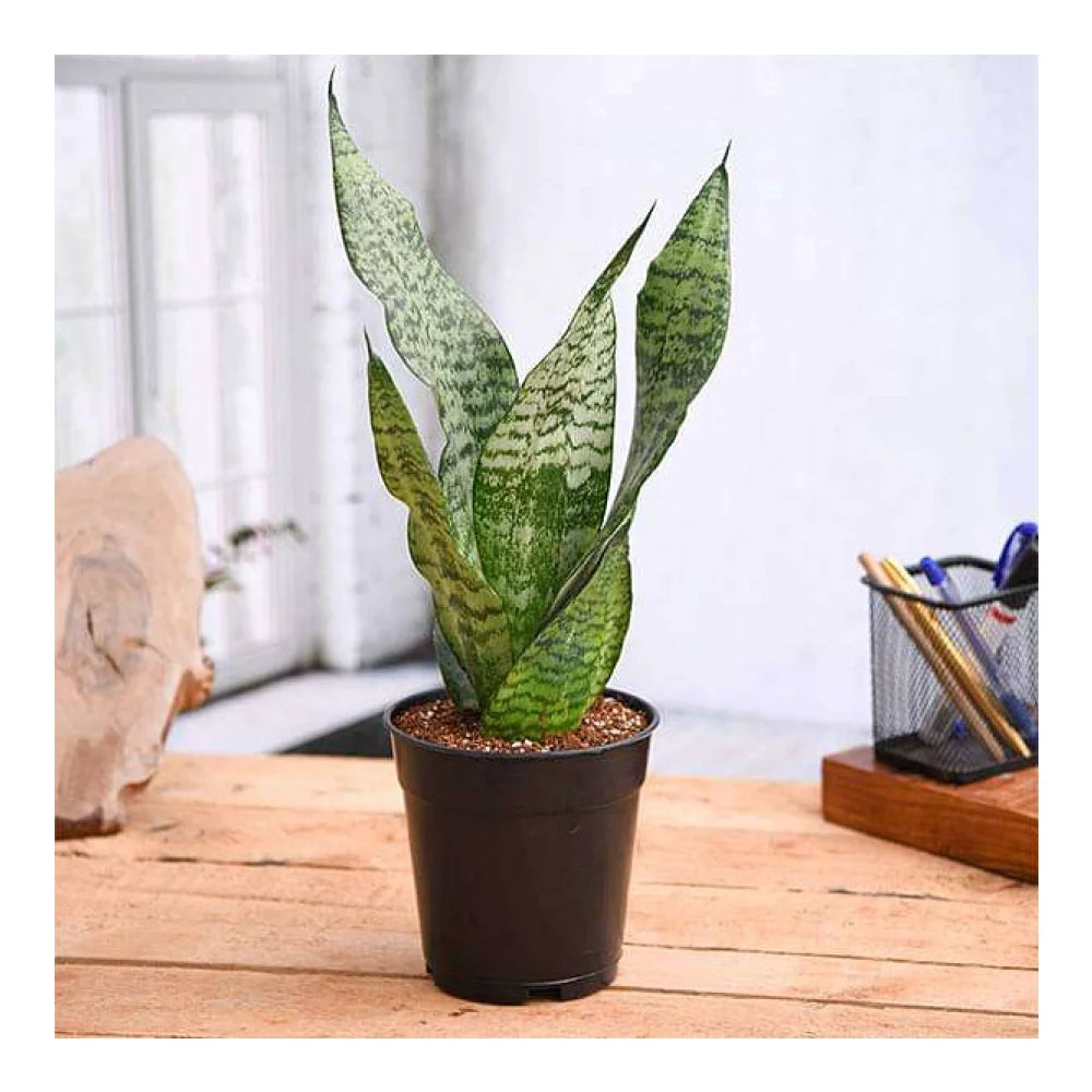 नर्सरीलाइव संसेविया ज़ेलेनिका पौधा | NurseryLive Sansevieria Zeylanica Plant