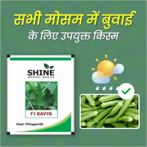 Okra Kavya F1 Seeds Shine Brand Seeds -100 gm (1+1 Combo)_1_BharatAgri