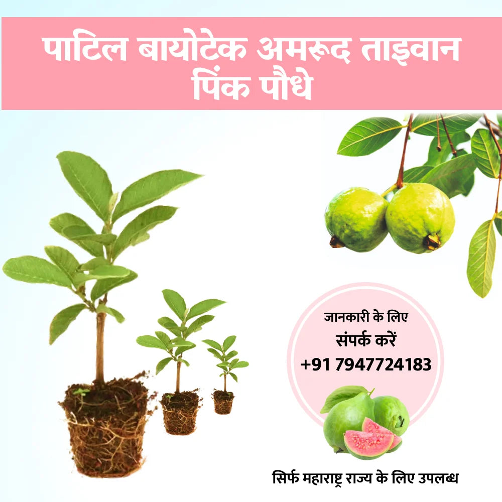 Patil Biotech Guava Taiwan Pink Plants