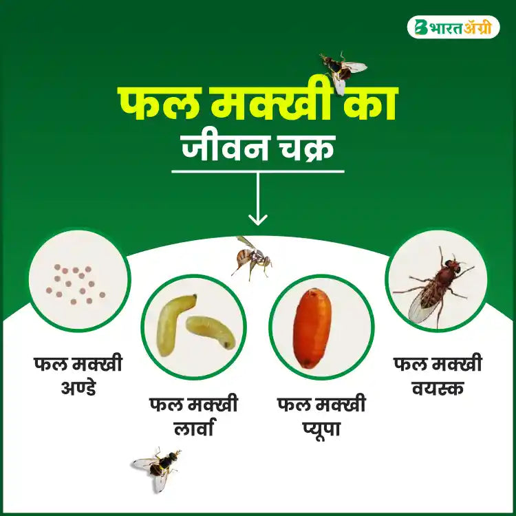 Patil Biotech Makshikari Block + Trap (Pheromone trap for fruit fly)