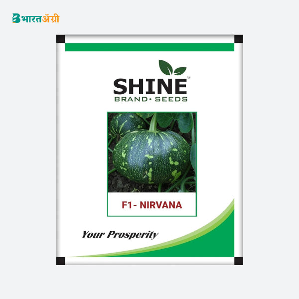 Pumpkin Nirvana F1 - Shine Brand Seeds - BharatAgri Krushidukan_1