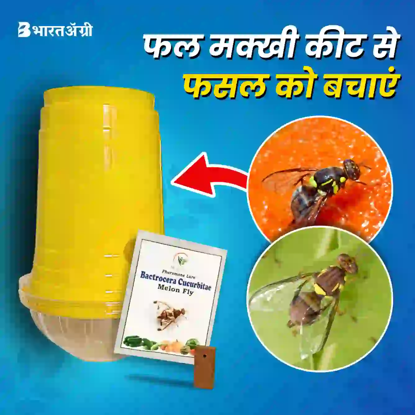 SK Agrotech Pheromone Eco Trap with Melon Fly Lure for insects ...