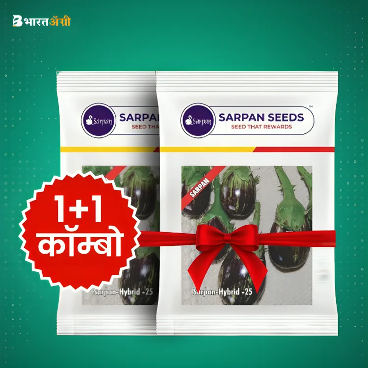 Sarpan F1 Hybrid Brinjal- 25 Brinjal Seeds (1+1 Combo)