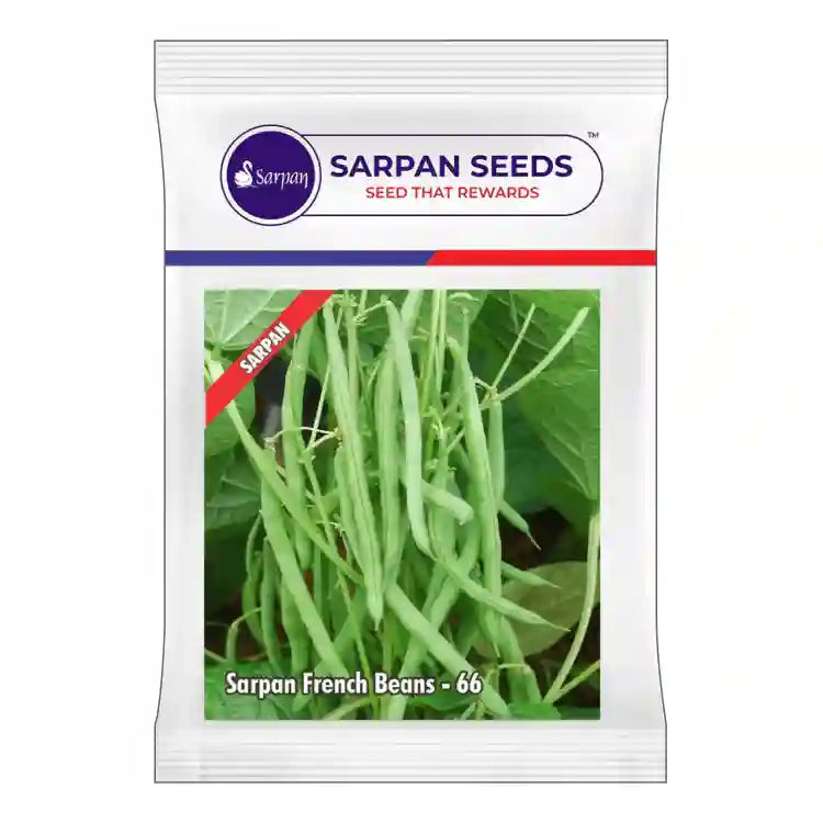 Sarpan French Beans-66 F1 Hybrid Seeds