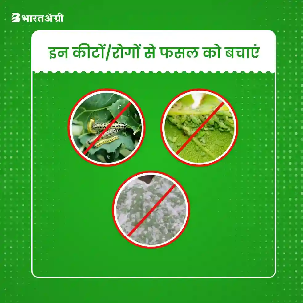 Shriram SOP Fertilizer (NPK 00:00:50 + Sulphur 17.5%) 