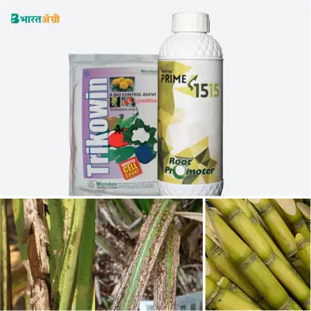 Sugarcane Growth Kit (Sett Treatment)