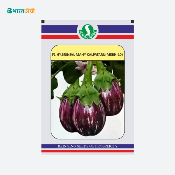 Sungro F1 Hybrid Brinjal MAHY Kalpataru (MEBH-10) Seed - Krushidukan_1