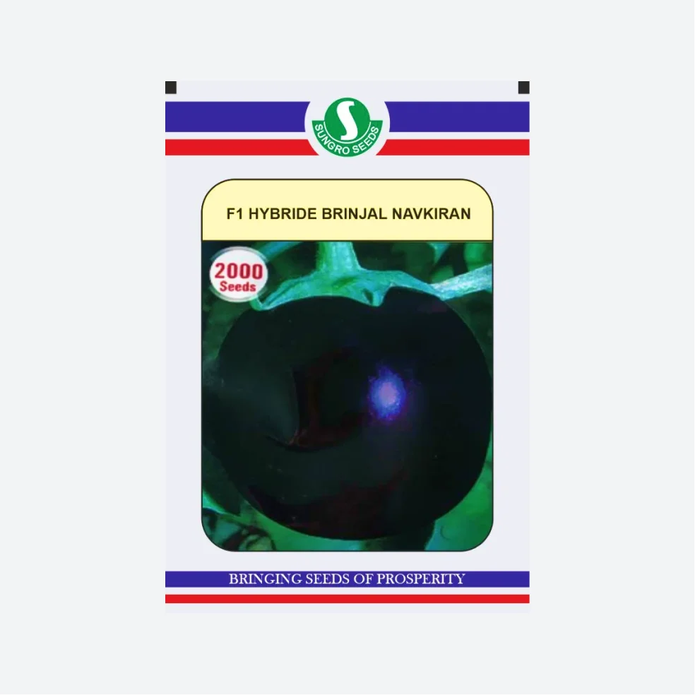 Sungro Navkiran F1 Hybrid Brinjal Seeds