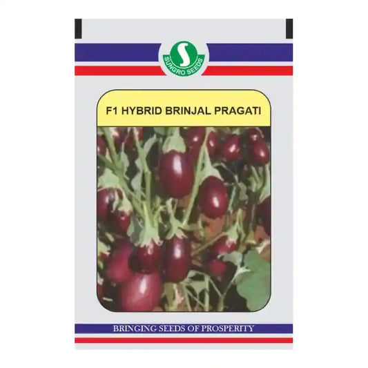 Sungro Pragati F1 Hybrid Brinjal Seeds