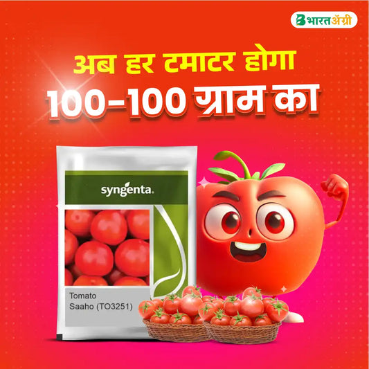 Syngenta Saaho (TO-3251) Tomato Seeds