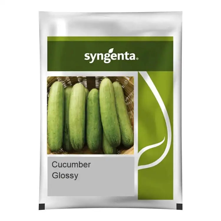 Syngenta Glossy Cucumber Seeds