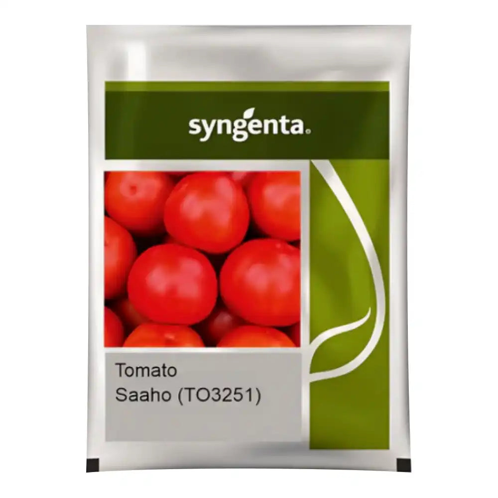 Syngenta Saaho (TO-3251) Tomato Seeds