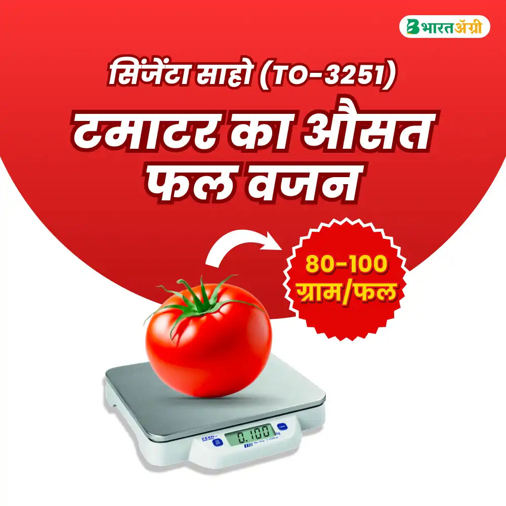 Syngenta Saaho (TO-3251) Tomato Seeds