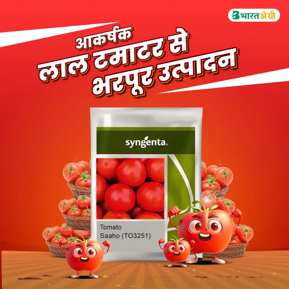 Syngenta Saaho (TO-3251) Tomato Seeds